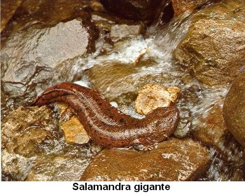 Salamandra gigante.jpg